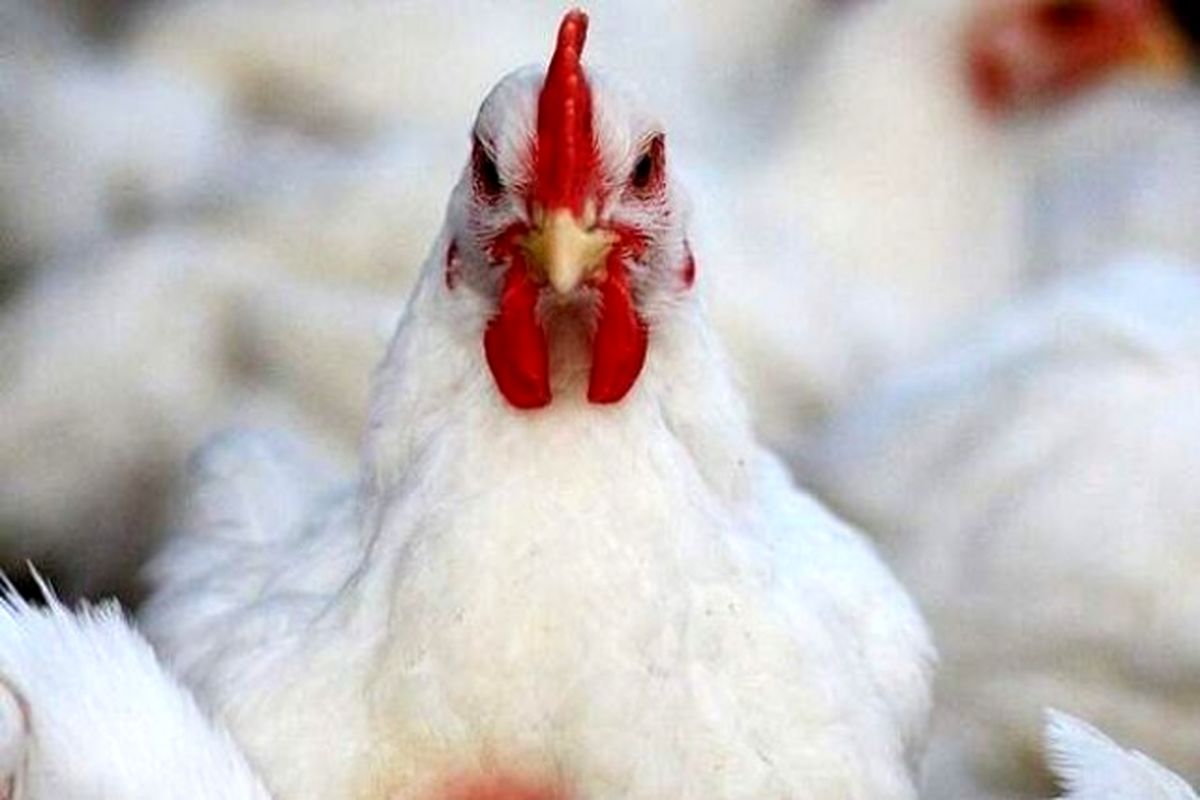 کشف مرغ زنده خارج از شبکه توزیع در رزن