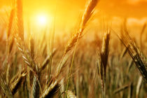 ۱۶۱ هزار تن گندم خوراکی ۴ استان در بورس کالا عرضه می شود