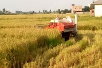 اولین برداشت مکانیزه برنج در شالیزارهای نکا انجام شد