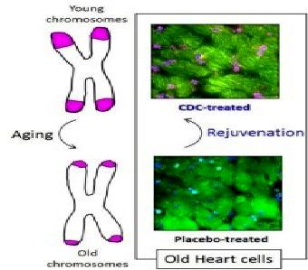 جوان‌کردن قلب موش‌های پیر با تزریق سلول‌های بنیادی