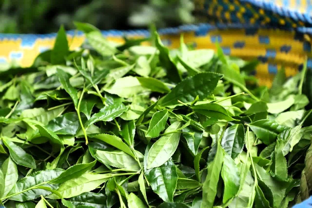  بیش از ۹ هزار تن چای در مازندران خریداری شد