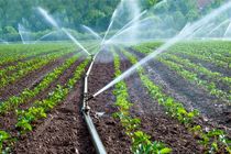 ضرورت تجهیز مزارع کشاورزی به سیستم آبیاری نوین