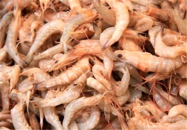 Rise in Iran's shrimp export