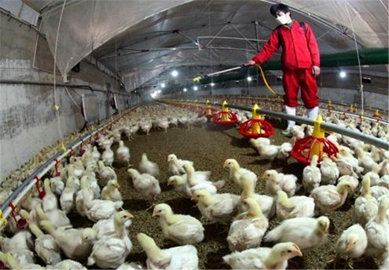 هیچ مورد انسانی آنفلوآنزای پرندگان در استان گیلان دیده نشده است