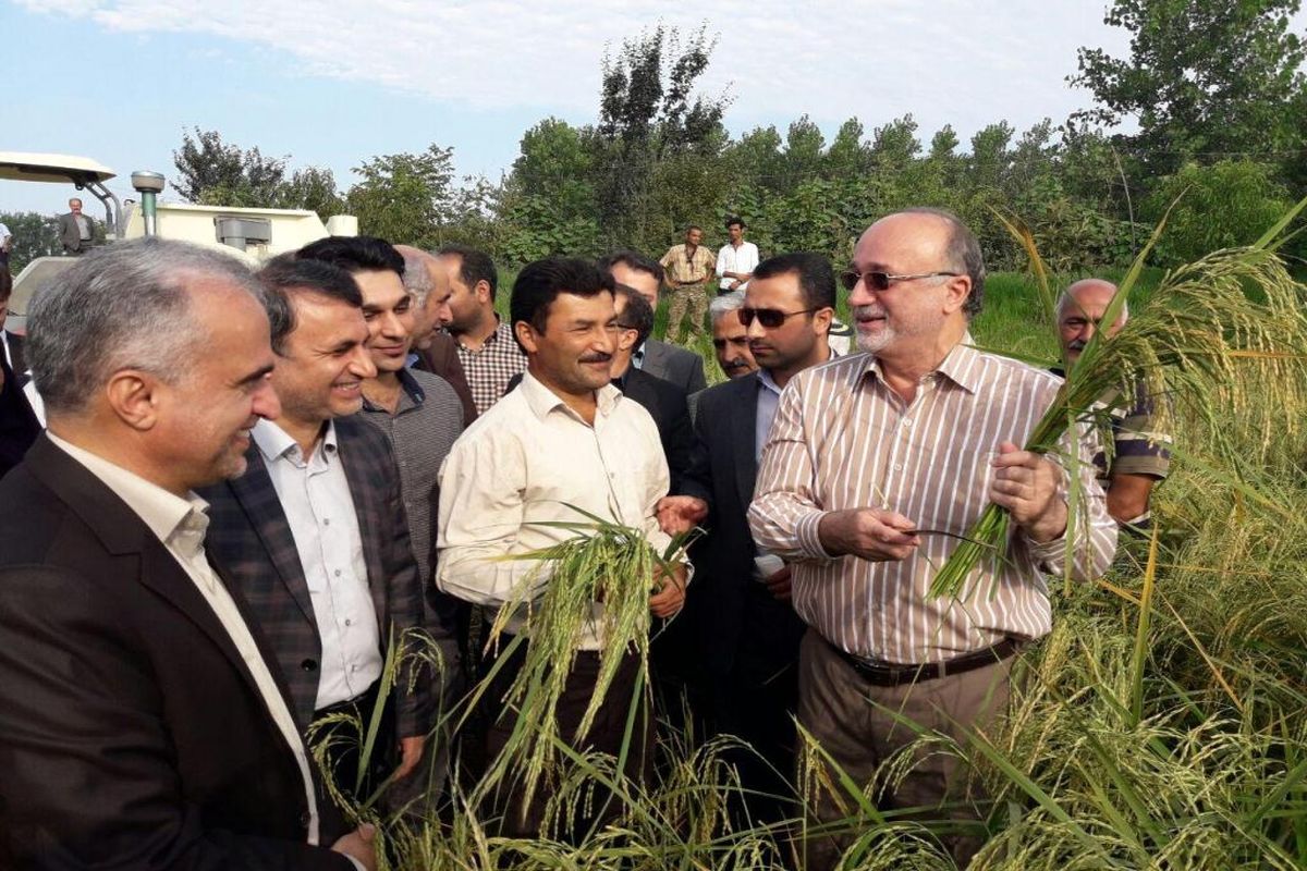 برنجکاری اقتصادی شده است/ برداشت150 هزار هکتار از مزارع برنج استان به صورت مکانیزه 