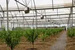 افتتاح گلخانه سرپوشیده تولید شلیل پیش رس در روستای دونچال جویبار