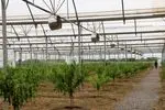 افتتاح گلخانه سرپوشیده تولید شلیل پیش رس در روستای دونچال جویبار