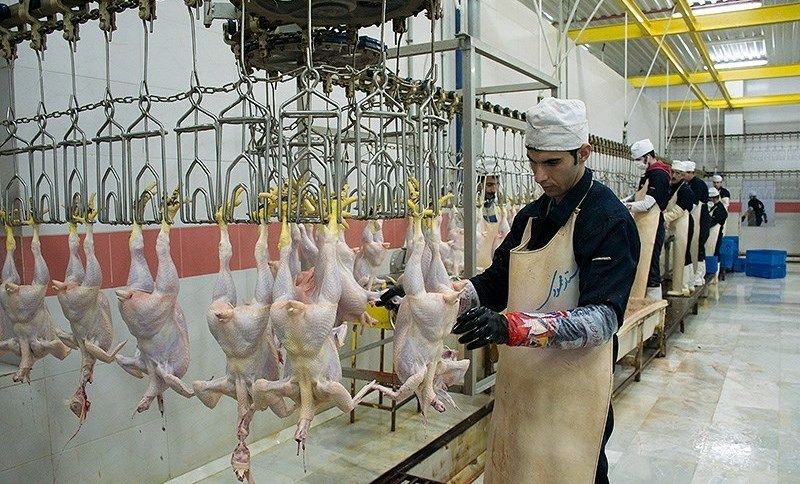 قیمت مرغ در گلستان کاهش می‌یابد/کمبود مرغ در استان تامین شد
