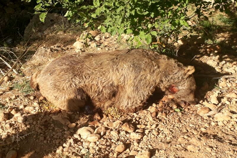 یک قلاده خرس در زرنه  شهرستان ایوان کشته شد