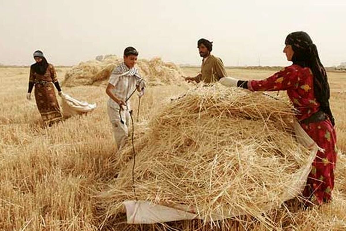 ۶۲ درصد پول گندم کاران پرداخت شد