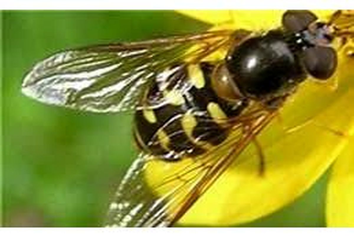 رهاسازی زنبور تریکوگراما در 50 هکتار از خزانه و زمین اصلی برنج