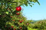 سالانه سه تا چهار میلیون محصول سیب برداشت می‌شود