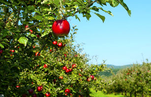 سالانه سه تا چهار میلیون محصول سیب برداشت می‌شود