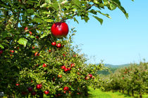 اجرای موفقیت آمیز طرح غیر شیمیایی کنترل آفت کرم سیب