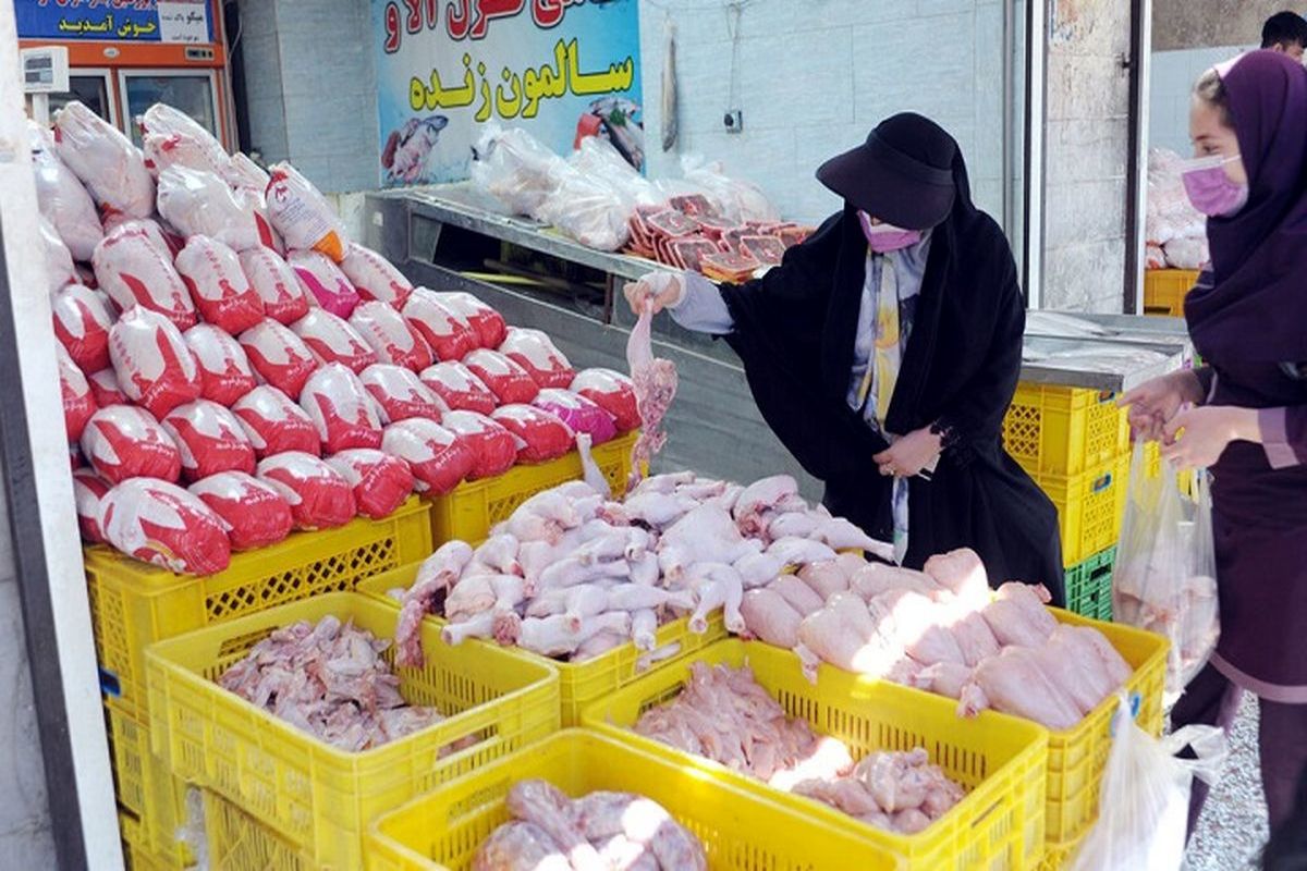 افزایش عرضه مرغ از استان های شمالی به تهران / نژاد مرغ آرین زیان ده است؟