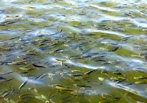 توزیع بیش از 750 هزاربچه ماهی گرمابی در اصفهان