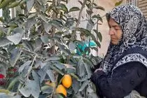 تولید میوه‌های استوایی در رادکان خراسان رضوی