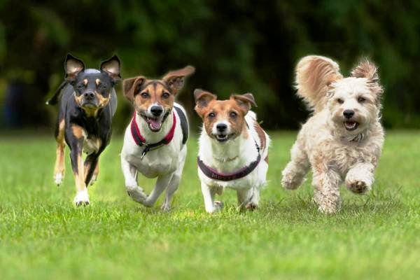 سگ ها به کمک بیماران دیابتی می آیند