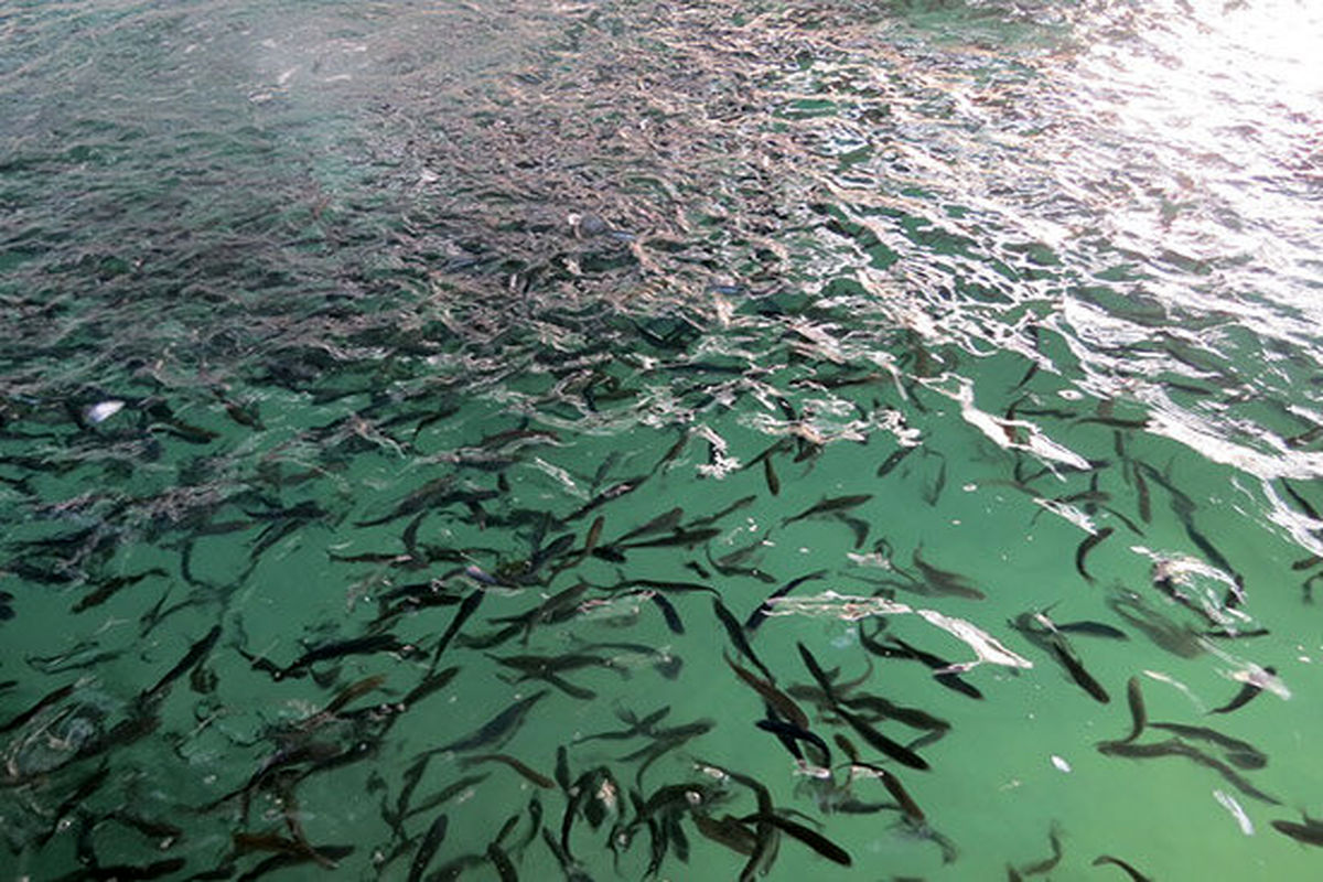رهاسازی حدود 30 میلیون قطعه بچه ماهی سفید در رودخانه‌های منتهی به دریای مازندران