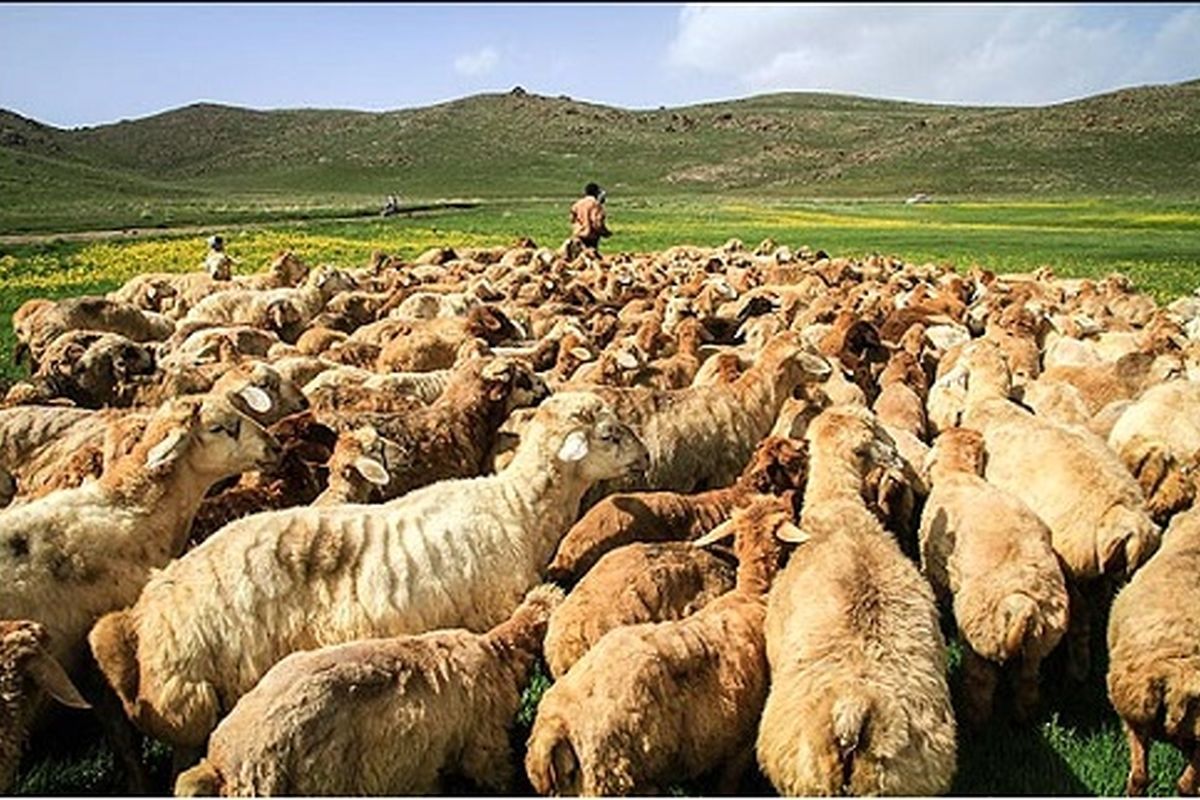 واحدهای دامداری مازندران نیاز به بهسازی و نوسازی دارند