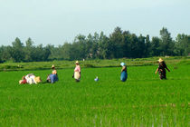 خشکه کاری برنج در 28 هکتار مزارع بهشهر