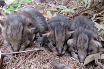 ۳ بچه گربه جنگلی به محیط بانان گیلان تحویل داده شد