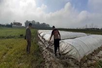 نخستین خزانه گیری برنج در بهشهر