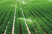 تولید کیفی تر و حفاظت بهتر دو رسالت بزرگ دربخش کشاورزی 