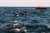 ضرورت رعایت ضوابط دلفین نگری از سوی قایقرانان در آب های قشم