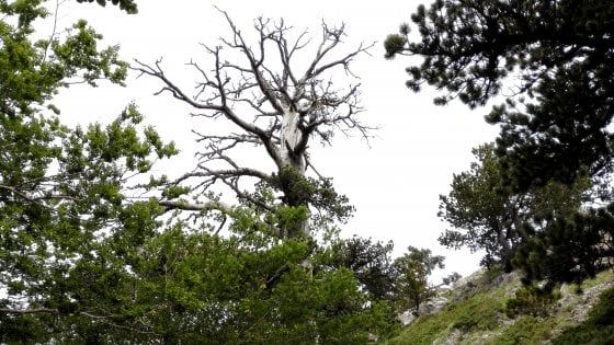 درخت کاجی که 1230 سال دارد