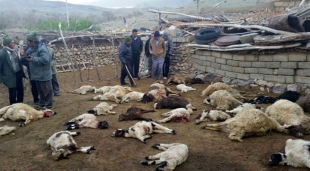 تلف شدن 22 راس دام در کرمانشاه با حمله گرگ‌ها