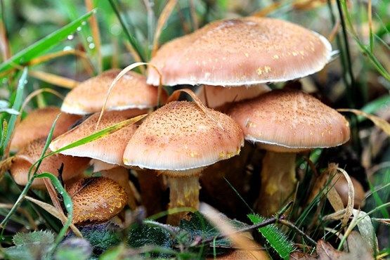 چیدن و خوردن قارچ های موجود در طبیعت اقدام خطرناکی است