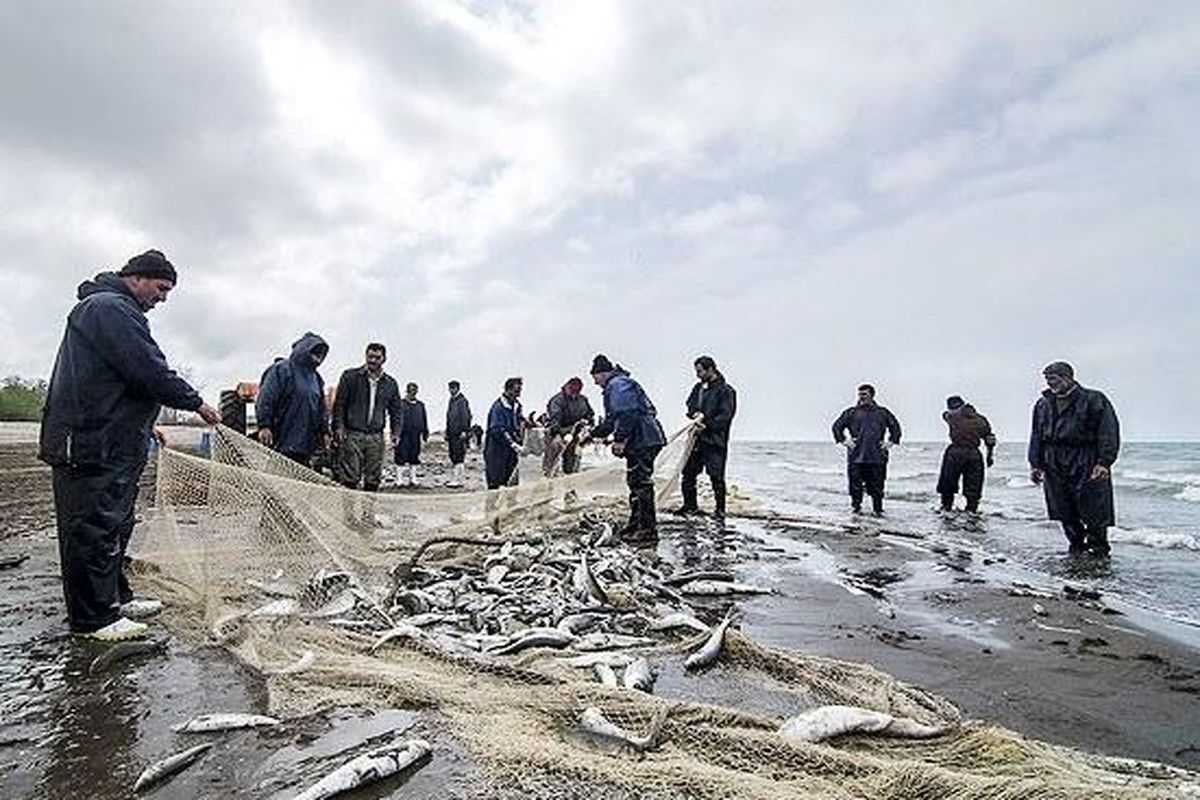 رشد 89 درصدی صید ماهیان استخوانی در استان مازندران