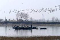 چرا کره شمالی بهشت پرندگان مهاجر است