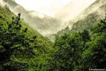 تدوین سند طرح جنگلداری اجتماعی در حوزه زاگرس  