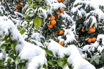 توصیه های جهاد کشاورزی برای مقابله با سرما