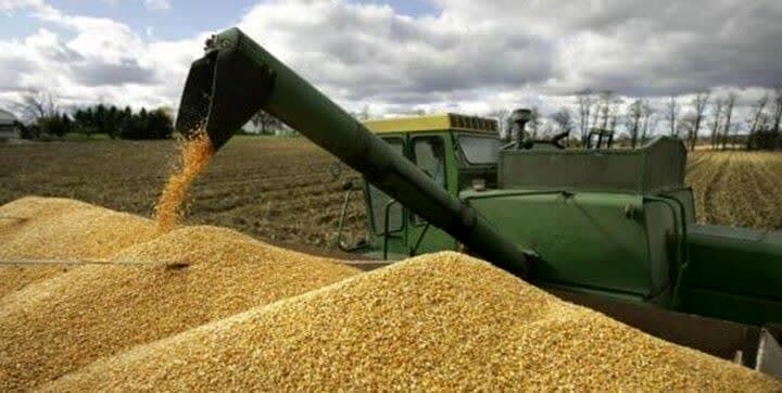خرید تضمینی۳۲ هزار تن گندم  از کشاورزان شهرستان آوج