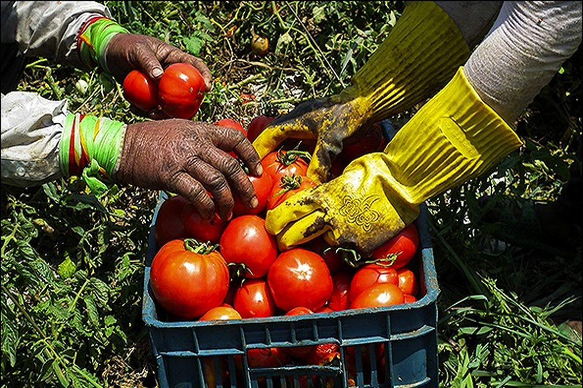 آغاز برداشت گوجه فرنگی از زمین‌های کشاورزی بخش سندرک
