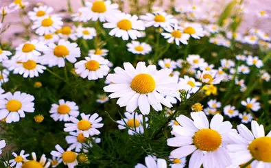 خواص گل بابونه برای چاقی/ خواص چای بابونه برای لاغری