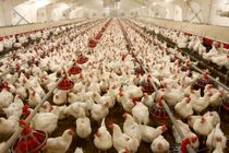 تاکید بر ساماندهی طرح خرید مرغ مازاد تولیدی در هرمزگان