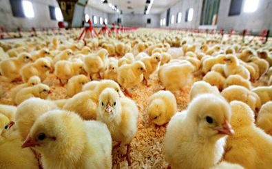 رشد ۳۷ درصدی جوجه ریزی در مرغداری‌های هرمزگان
