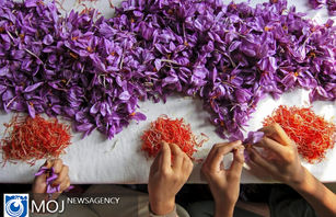 صادرات زعفران ایران به اسپانیا کاهش یافت