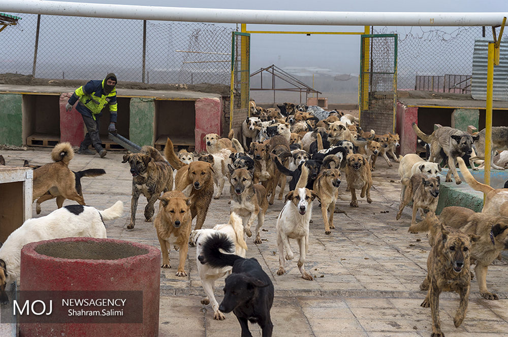 پناهگاه سگ های ولگرد در مرکز وفا