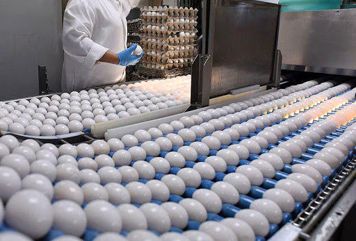 وجود ۱۷۹ واحد مرغداری تخم گذار در قم
