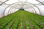 واگذاری ۷۵۰ هکتار زمین برای احداث گلخانه در استان اردبیل
