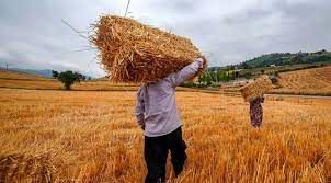 نرخ ۱۹.۵۰۰ تومان خرید گندم بر اساس تورم تعیین شده است