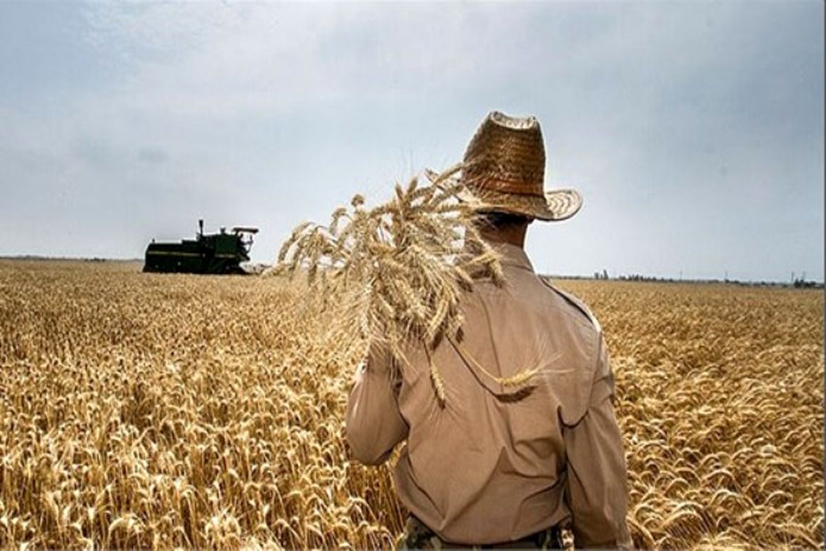 ۶۰ هزار تن گندم از کشاورزان خریداری شد/عدم رضایت کشاورزان از قیمت خرید تضمینی گندم 