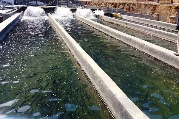 احداث زیرساخت‌های مجتمع پرورش میگوی خلیج فارس در هندیجان پیشرفت ۶۰ درصدی دارد
