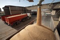  ۳۶۱ هزار تن گندم از بندر امام(ره) وارد کشور شده است