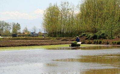 آغاز نخستین نشاء مکانیزه برنج در استان گیلان